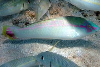 Halichoeres scapularis - Zickzack-Junker